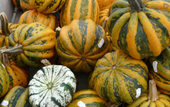 photo of pumpkins